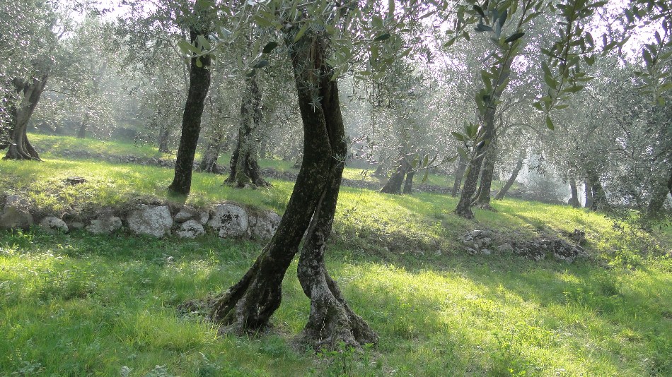 Le fantastiche creature dei boschi